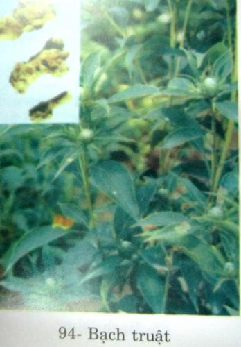 Atractylodes macrocephala